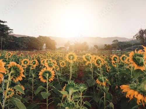 field at sunset