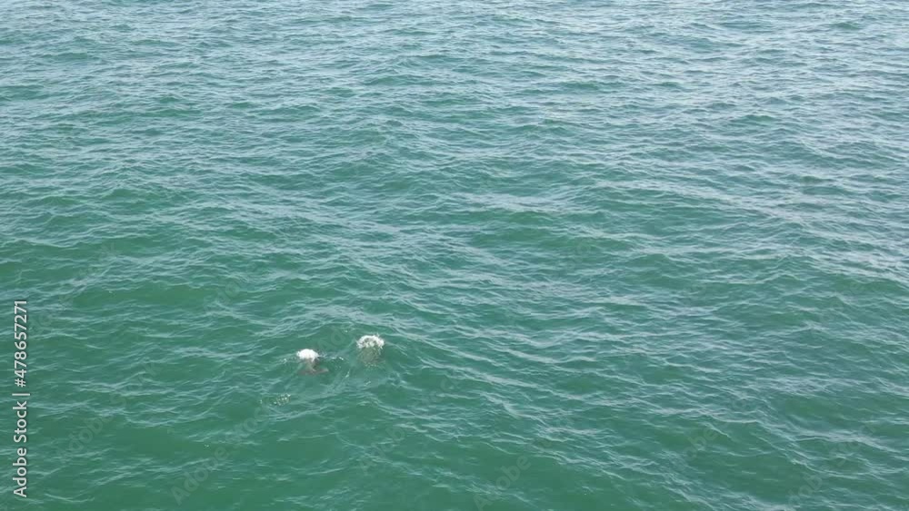 Two wild Bottlenose Dolphins surface, spout and dive again in sync Two wild Bottlenose Dolphins surface, spout and dive again in sync