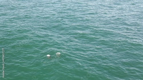 Two wild Bottlenose Dolphins surface, spout and dive again in sync photo