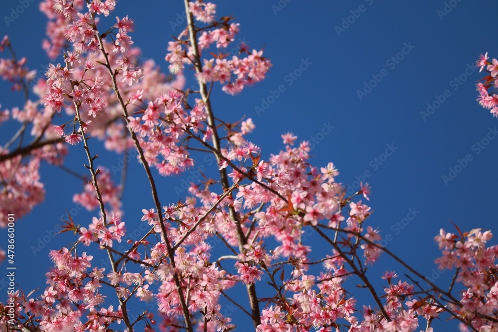 Pink queen tiger flower, beautiful in northern Thailand, is a plant of the genus Prunus. Natural background, selective focus. Pink queen tiger flower, beautiful in northern Thailand, is a plant of the genus Prunus. Natural background, selective focus.