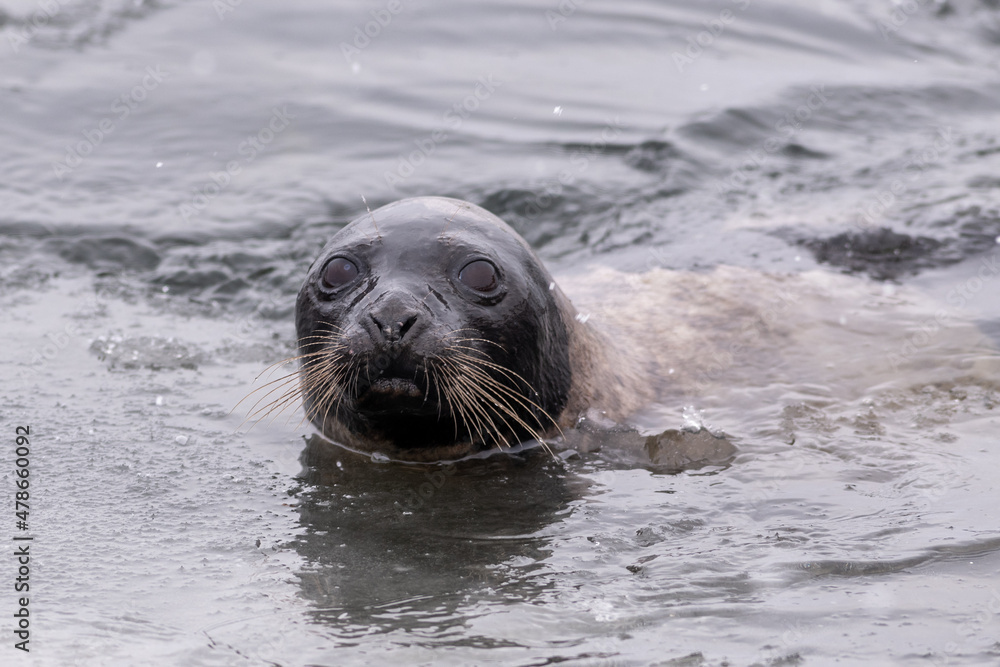 Fototapeta premium Adult harp seal swimming with its head out of the cold frigid Atlantic Ocean. The animal has long whiskers, dark eyes, a grey fur coat and a heart shaped nose. The side view of the seal shows no ears 