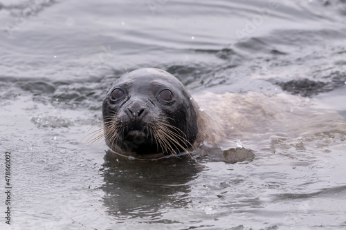 Adult harp seal swimming with its head out of the cold frigid Atlantic Ocean. The animal has long whiskers, dark eyes, a grey fur coat and a heart shaped nose. The side view of the seal shows no ears 