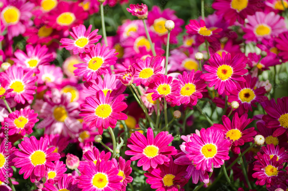 Beautiful field of Chamomile pink-purple flower at a botanical garden. Beautiful field of Chamomile pink-purple flower at a botanical garden.