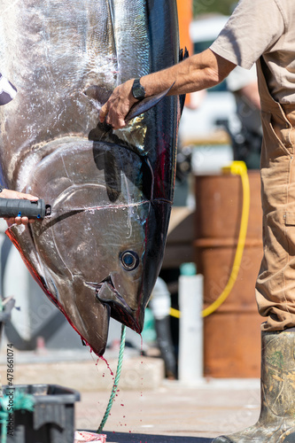 The head of an Atlantic bluefin tuna hanging from a pulley on the deck of a wharf. The fish's head is being removed with the use of a large saw to allow the fish to bleed. The red blood is dripping. 