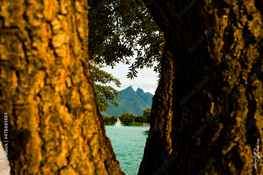 Obraz premium Between trees