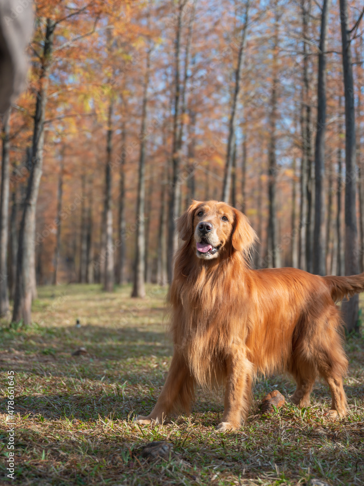 Golden Retriever playing in the woods Golden Retriever playing in the woods