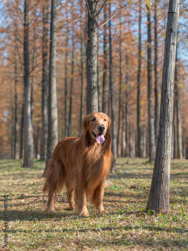 Golden Retriever playing in the woods