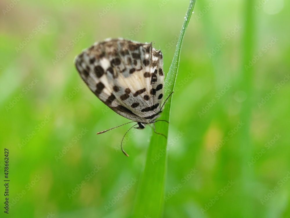 Fototapeta premium butterfly on green grass with soft blurred background