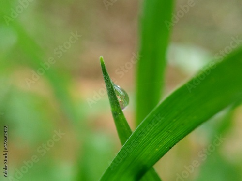 water dew drop on green grass with soft blurred background