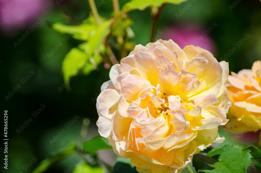 The Beautiful yellow rose flower at a botanical garden. The Beautiful yellow rose flower at a botanical garden.