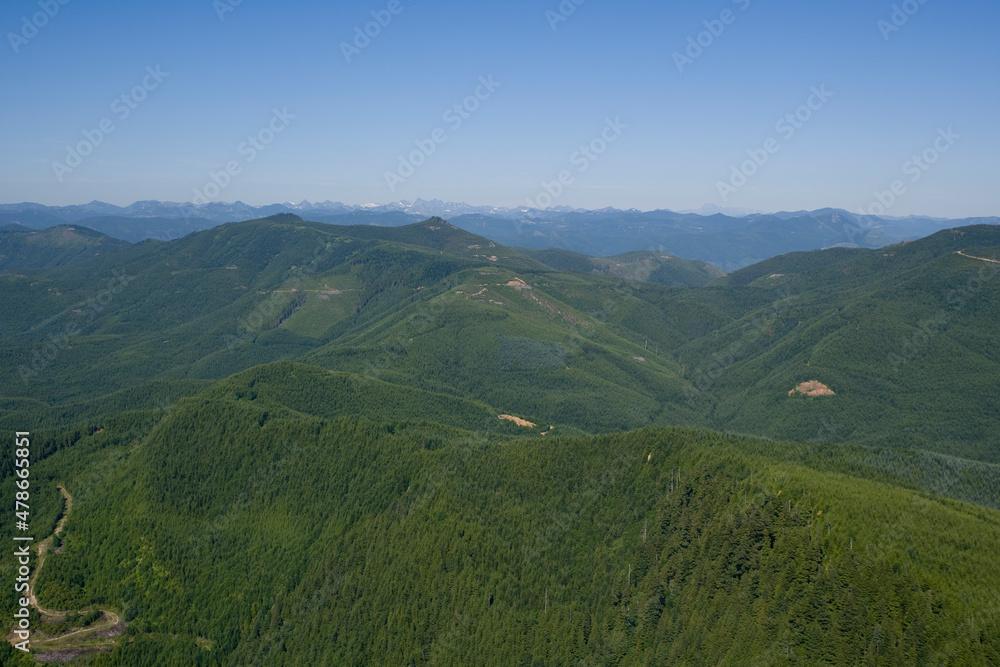 Fototapeta premium Second Growth Forests Washington USA