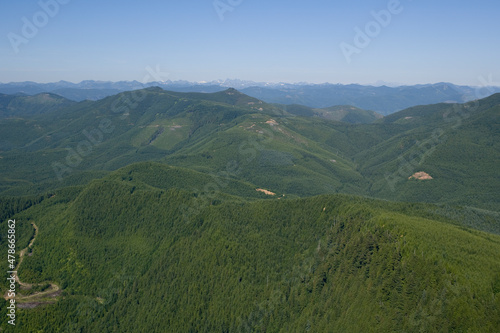 Fototapeta Naklejka Na Ścianę i Meble -  Second Growth Forests Washington USA
