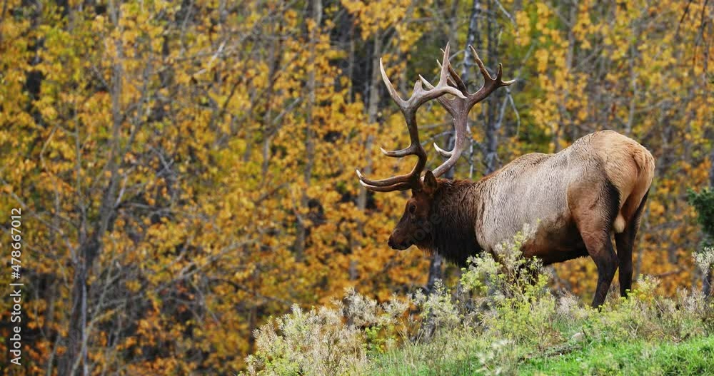 Single bull elk with giant antlers stand between autumn trees with yellow leaves Single bull elk with giant antlers stand between autumn trees with yellow leaves