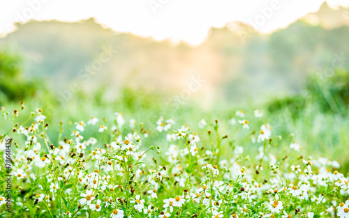 View of grass flowers in the field, countryside Chiangmai province Thailand