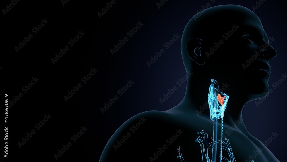 3d illustration of human body larynx anatomy.
3d illustration of human body larynx anatomy.