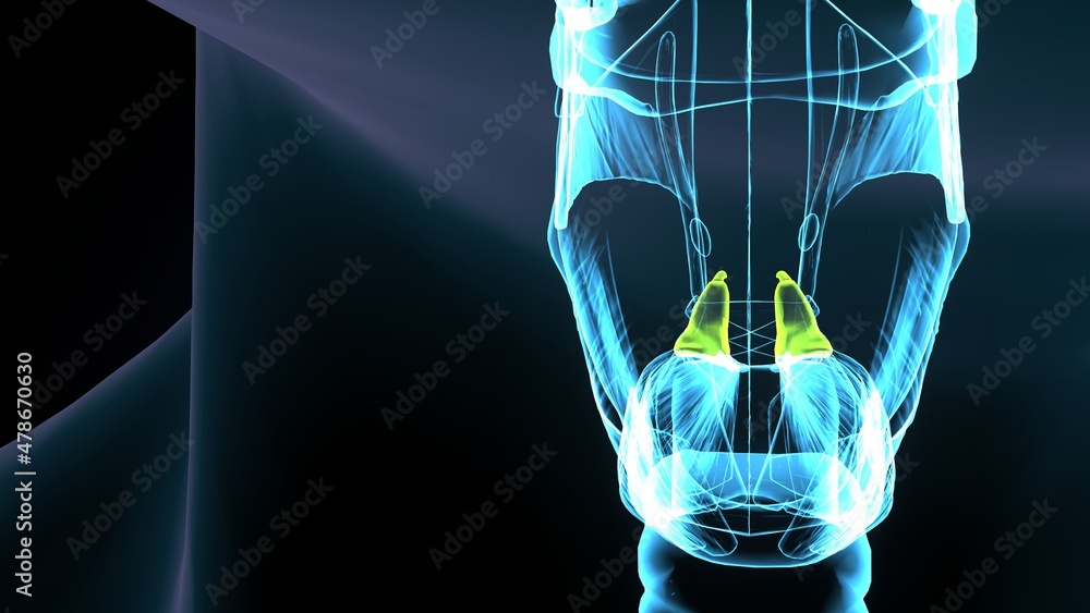 3d illustration of human body posteroir cricoarytenoid muscle anatomy ...