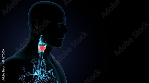 3d illustration of the larynx anatomy - thyrohyoid membrane.

 photo