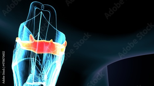 3d illustration of the larynx anatomy - thyrohyoid membrane.

 photo