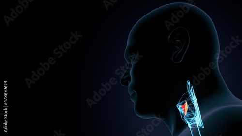 3d illustration of human body larynx anatomy.
  photo