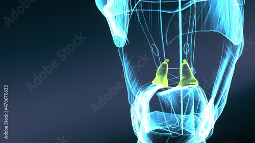 3d illustration of human body posteroir cricoarytenoid muscle anatomy. photo