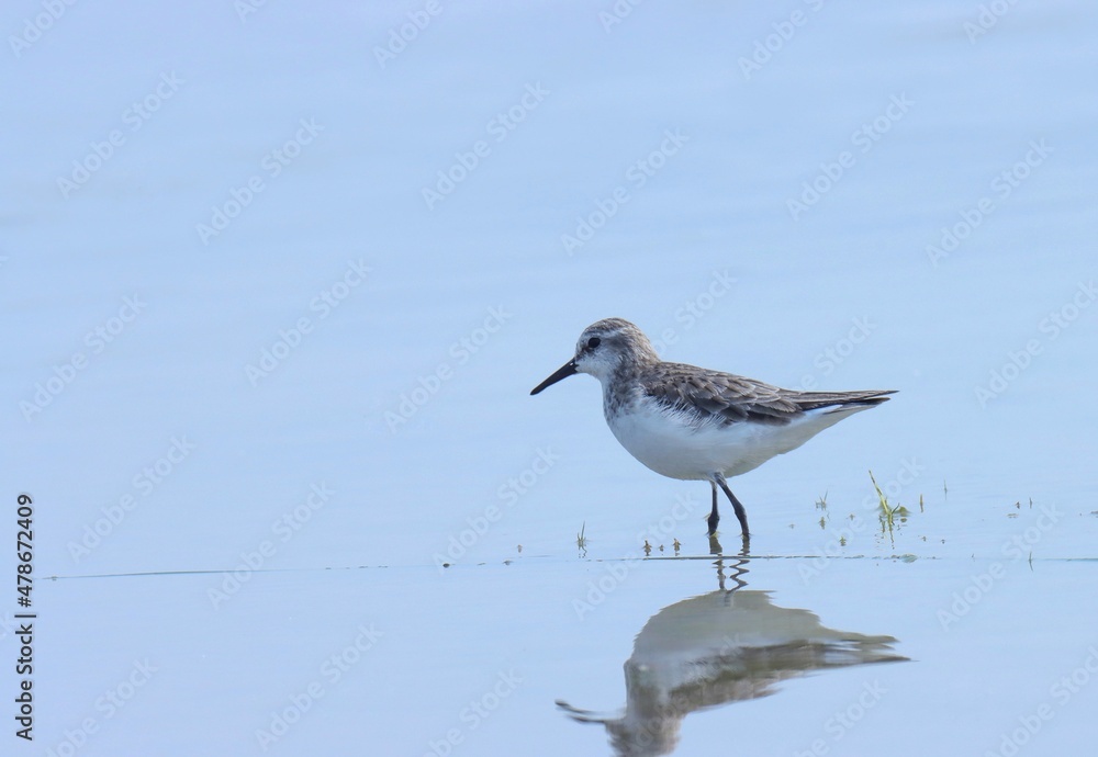 Little stint bird at river. Calidris minuta. Erolia minuta. Small wader. Little stint bird at river. Calidris minuta. Erolia minuta. Small wader.