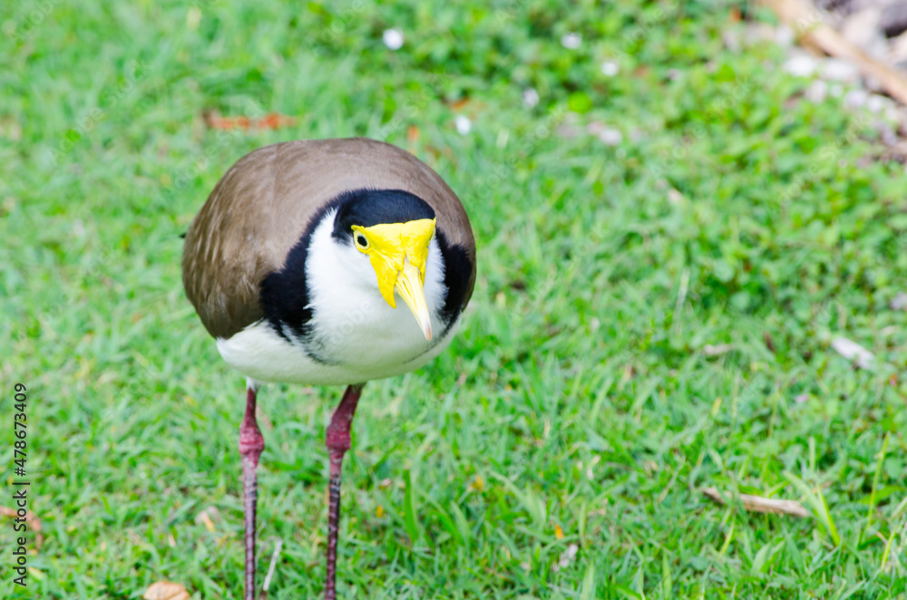 Masked Lapwing bird walking on the green grass at a botanical garden. Masked Lapwing bird walking on the green grass at a botanical garden.