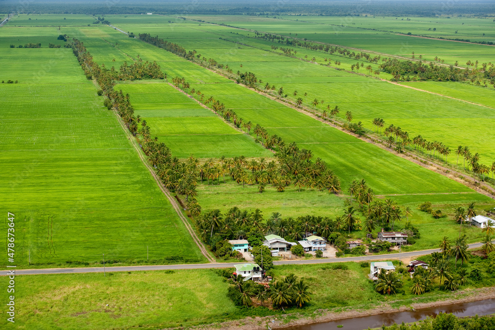 Rice Fields and Farming Guyana