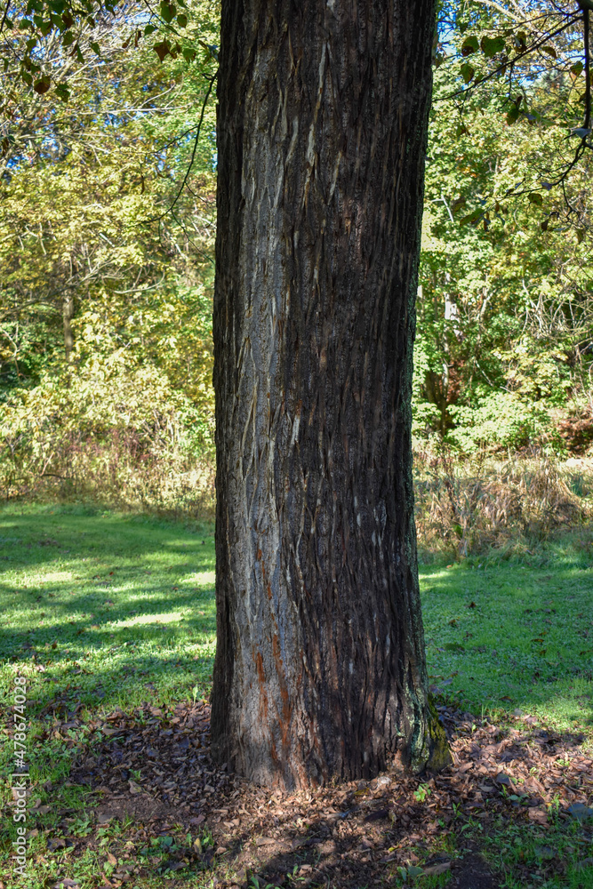 Stately sturdy tree trunk with textured bark. Sunlight peaking through the leaves on the green grass. Yellow and green foliage in the background. Stately sturdy tree trunk with textured bark. Sunlight peaking through the leaves on the green grass. Yellow and green foliage in the background.