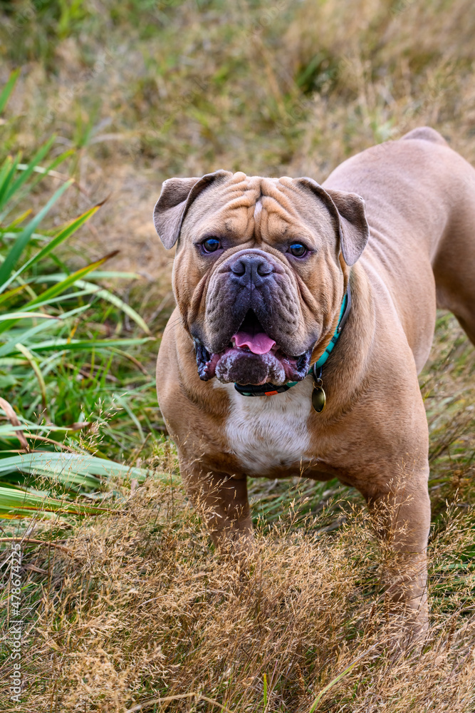 Brown bulldog with dog collar and tags standing alert in grass at the dog park, waiting for a ball to be tossed
