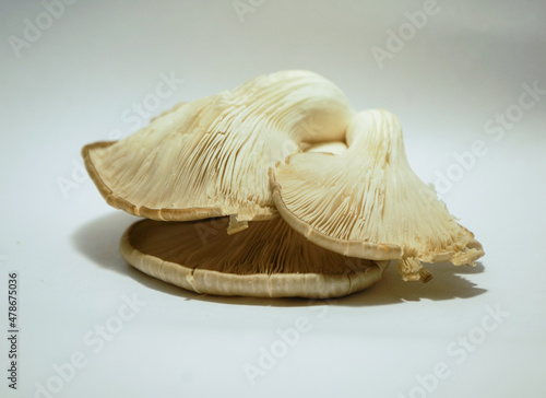 Gírgolas comestibles, hongo en fondo blanco. 