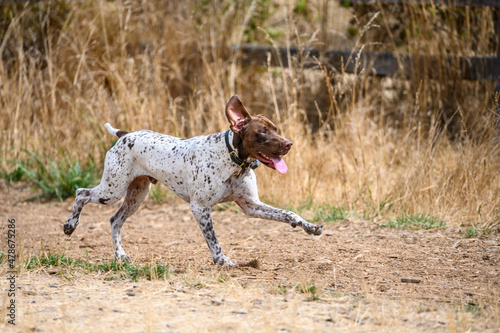 Happy sporting dog running in a dog park with ear flying and tongue out, dry summer day
