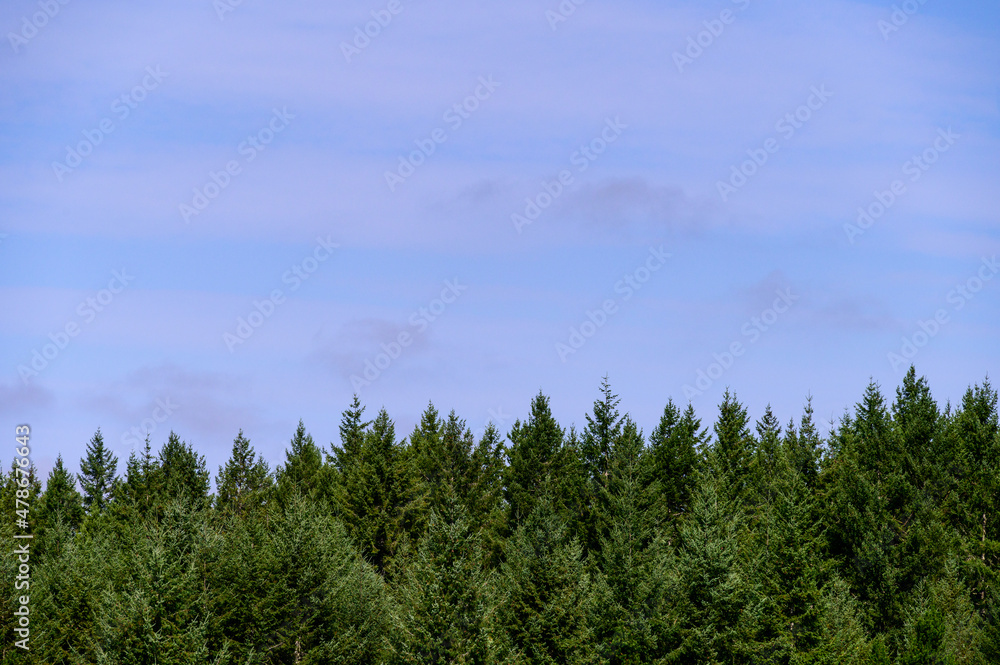 Evergreen trees in a woodland on a sunny day with blue sky, as a nature background
Evergreen trees in a woodland on a sunny day with blue sky, as a nature background