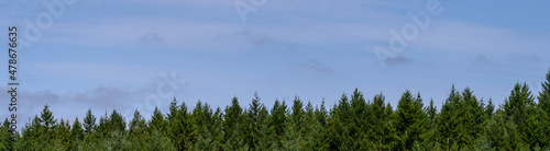 Evergreen trees in a woodland on a sunny day with blue sky  as a nature background 