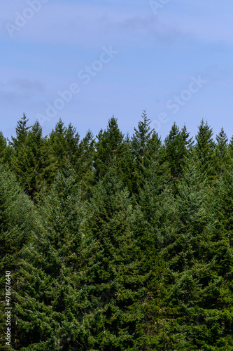 Evergreen trees in a woodland on a sunny day with blue sky, as a nature background 