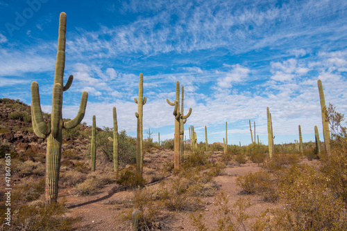 Although it's called Organ Pipe Cactus National Monument, Saguaros dominate the scene in most areas of the park. In fact, the saguaro cactus is one of the defining plants of the Sonoran Desert