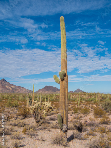 Saguaro Cactus along the North Puerto Blanco Drive at Organ Pipe Cactus National Monument in southern Arizona 