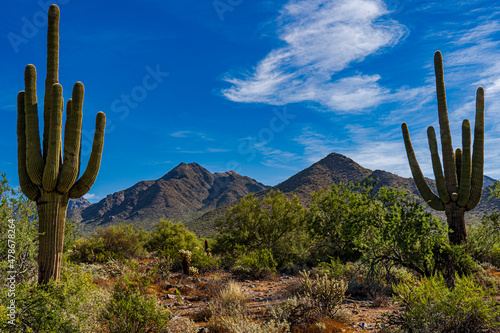 Saguar0o cacti and mountains in the Sonoran desert of Arizona © TomR