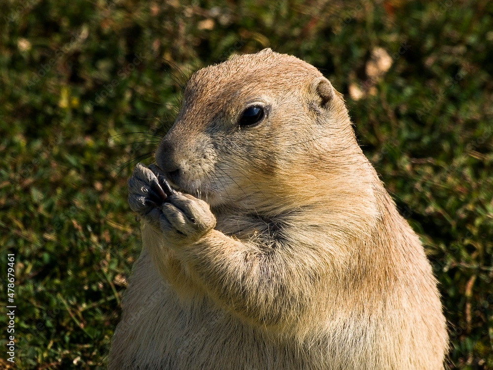 Fototapeta premium Prairie Dog - Badlands SD (7)