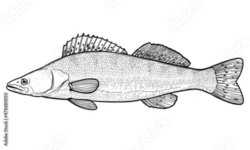 Zander, Pike-perch. Vector sketch of a fish, isolated on a white background.