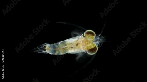 Crustacea Mysida Idiomysis sp. under the microscope, Mysidae Family. Sample found hovering above upside-down jellyfish, Cassiopea. Red sea photo