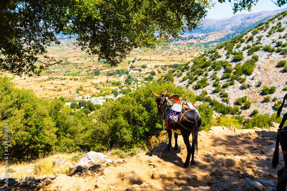 Donkey, a donkey in a hat, a donkey for riding tourists stands on a mountain. Beautiful landscape with a donkey Donkey, a donkey in a hat, a donkey for riding tourists stands on a mountain. Beautiful landscape with a donkey