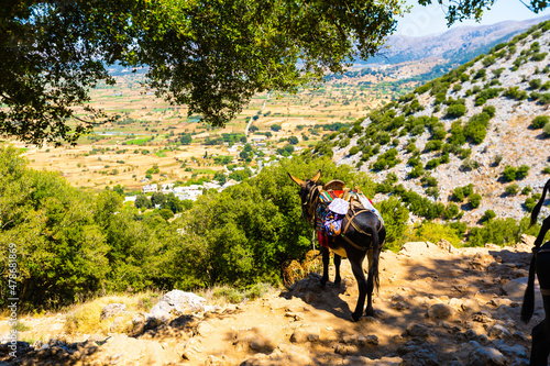 Donkey, a donkey in a hat, a donkey for riding tourists stands on a mountain. Beautiful landscape with a donkey © Angelov