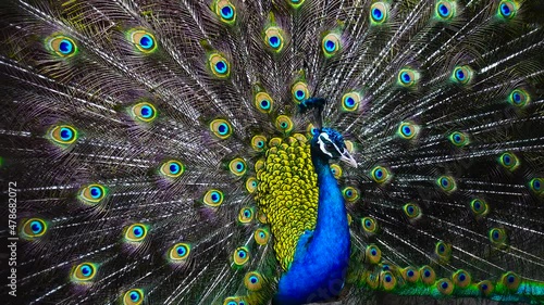 peacock showing beautiful and elegant feathers