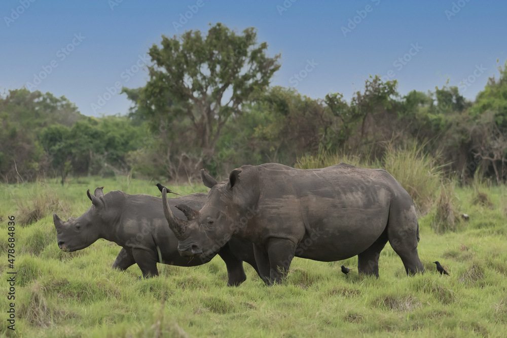White rhinoceros (Ceratotherium simum) with calf in natural habitat, South Africa White rhinoceros (Ceratotherium simum) with calf in natural habitat, South Africa