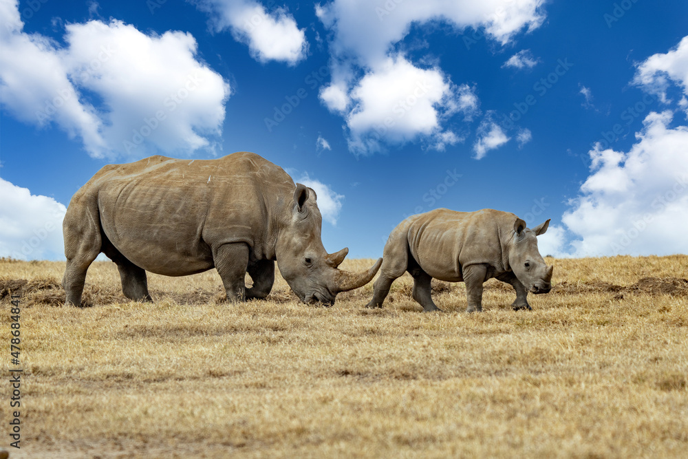 Fototapeta premium White Rhinoceros Ceratotherium simum Square-lipped Rhinoceros at Khama Rhino Sanctuary Kenya Africa.