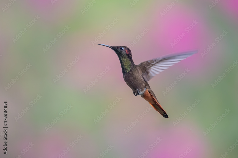 Obraz premium Ruby-topaz hummingbird (Chrysolampis mosquitus) bird in flight. Hummingbird flying with blurred green background. . Wildlife scene from nature. Birdwatching in Trinidad and Tobago.
