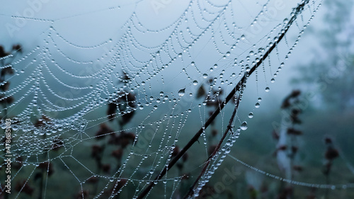 Fotografering spider web with dew drops