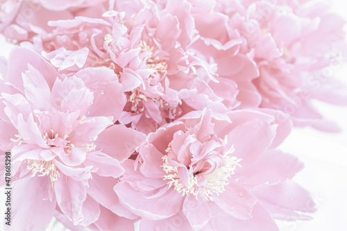 Soft focus  abstract floral background  pale pink peony flower petals