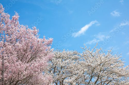 Cherry blossoms in full bloom in spring background image