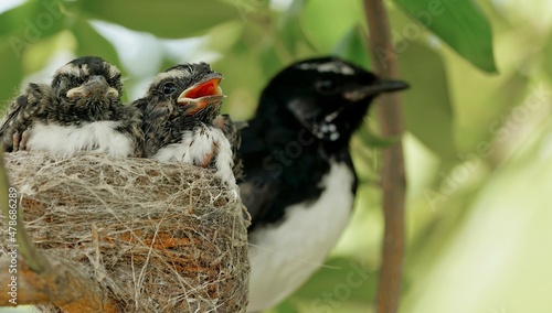 mother willy wagtail with baby birds photo
